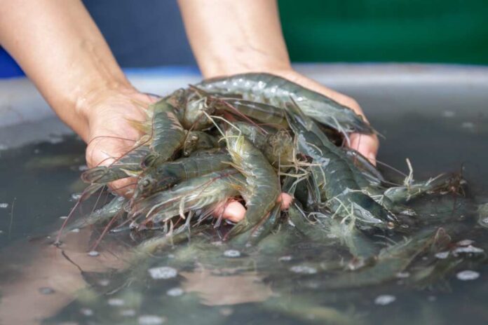 Shrimp,In,Cold,Water,Tank,Before,Sizing,And,Sending,To