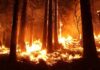 Forest wildfire engulfing trees at night