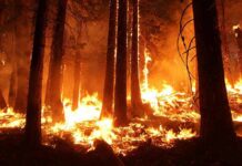 Pentagon Wildfire Gambit Rattles Congress Forest wildfire engulfing trees at night